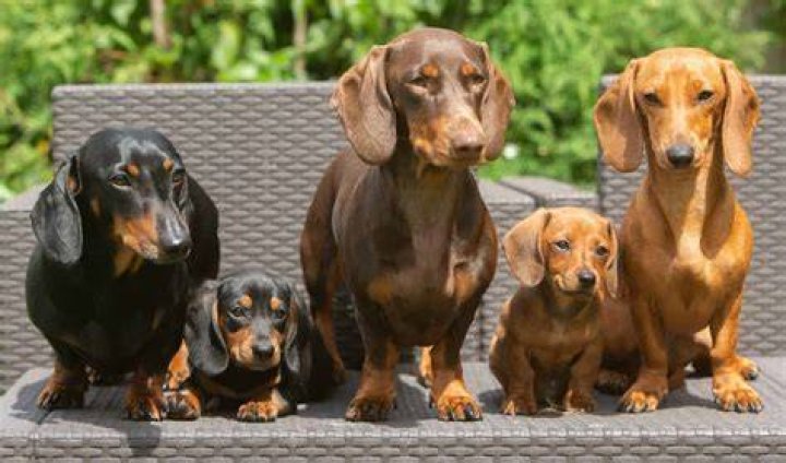Are dachshunds attached to their owners?