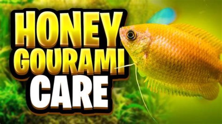 Are honey Gouramis easy to care for?
