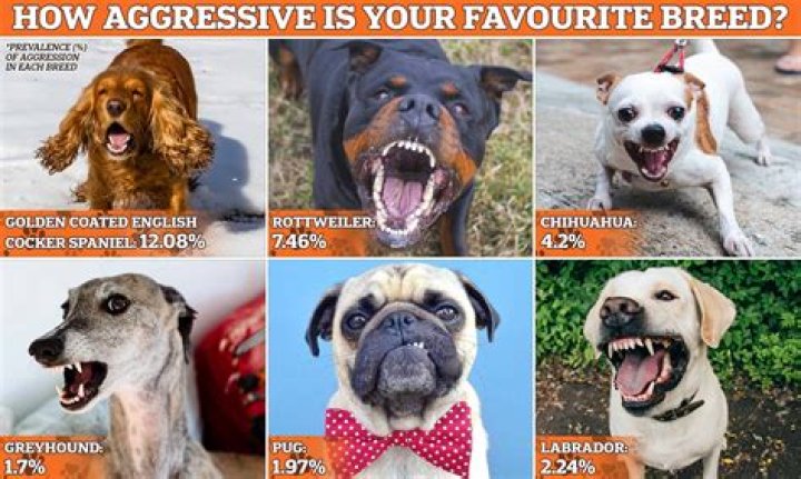 Are Labrabulls aggressive?