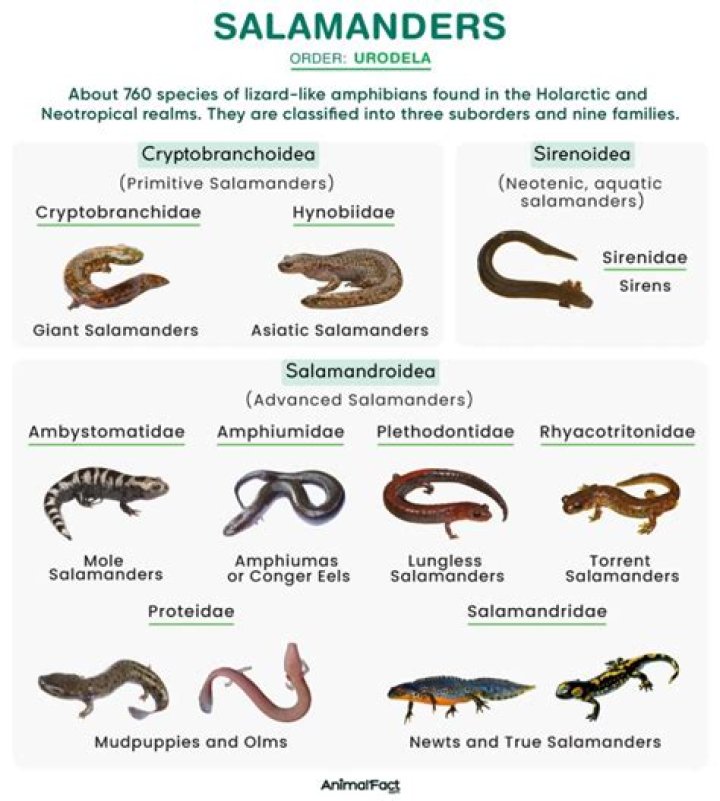 Are lizards related to salamanders?
