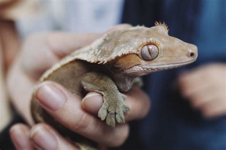 Are Petsmart Crested Geckos good?