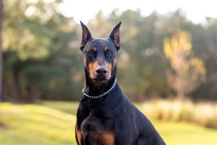 Are Rottweilers expensive to insure?