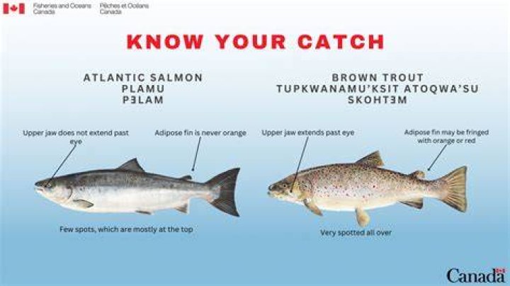 Are there any Atlantic salmon in Lake Ontario?