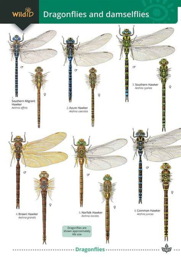 Are there dragonflies in Alaska?