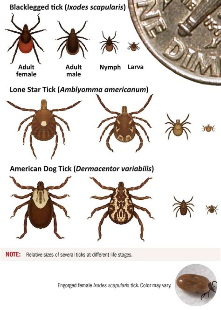 Are ticks harmful to humans?