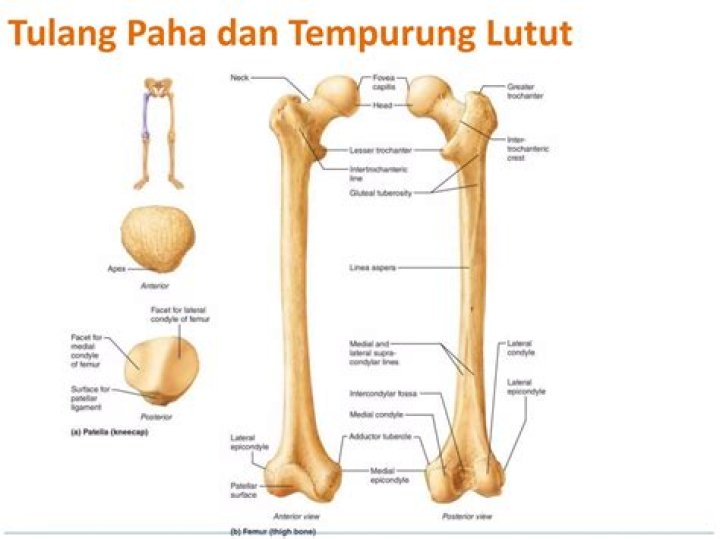 Bagaimana panjang tempurung lutut?