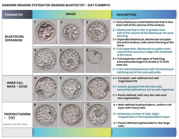 Can an 8 cell embryo implant?