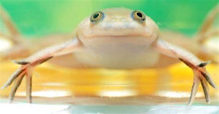 Can aquarium frogs live in cold water?