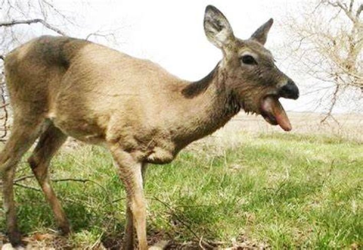 Can deer survive blue tongue?