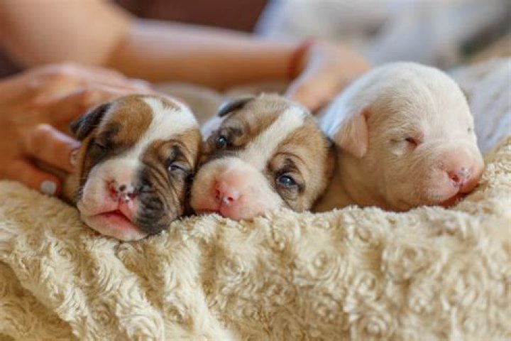 Can I leave newborn puppies unattended?