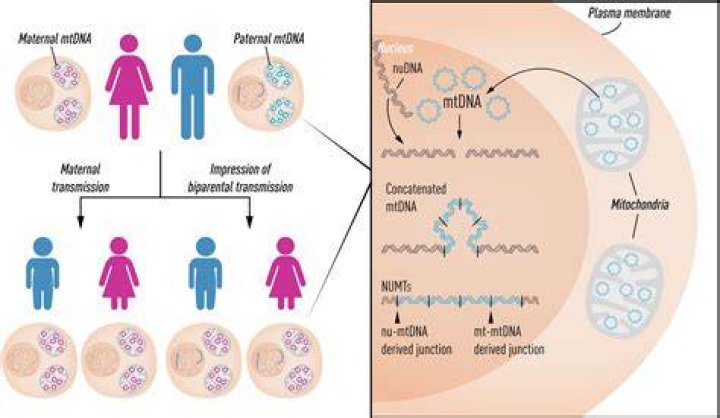 Can mitochondrial DNA be used to determine maternity?