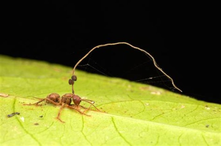 Can Ophiocordyceps Unilateralis infect humans?