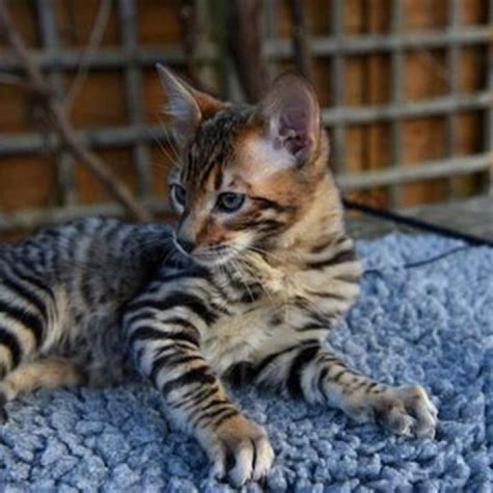 Can Toyger cats be left alone?