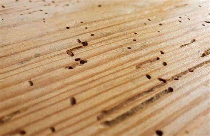 Can woodworm in furniture be treated?