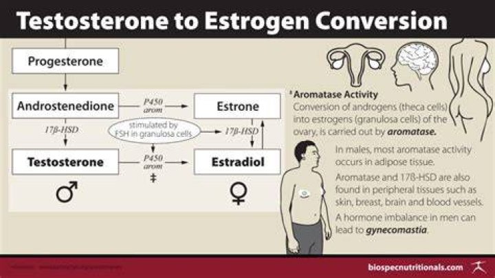 Can you convert testosterone to estrogen?