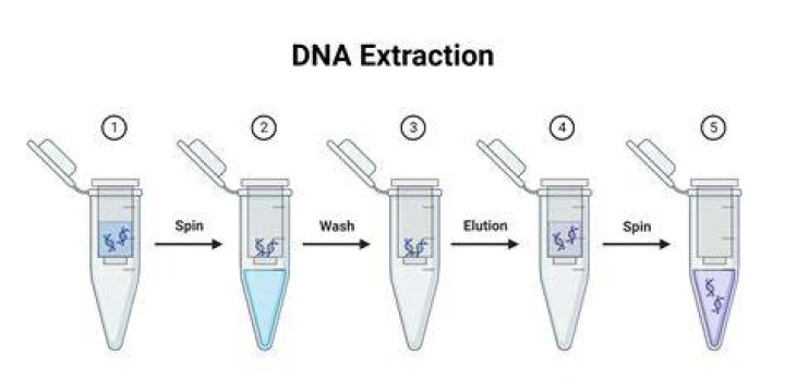 Can you extract DNA and RNA together?