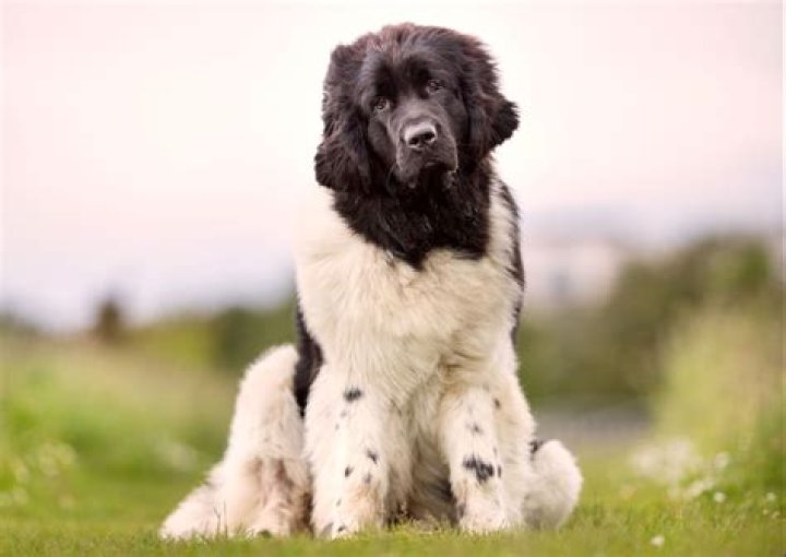 Can you get white Newfoundland dogs?
