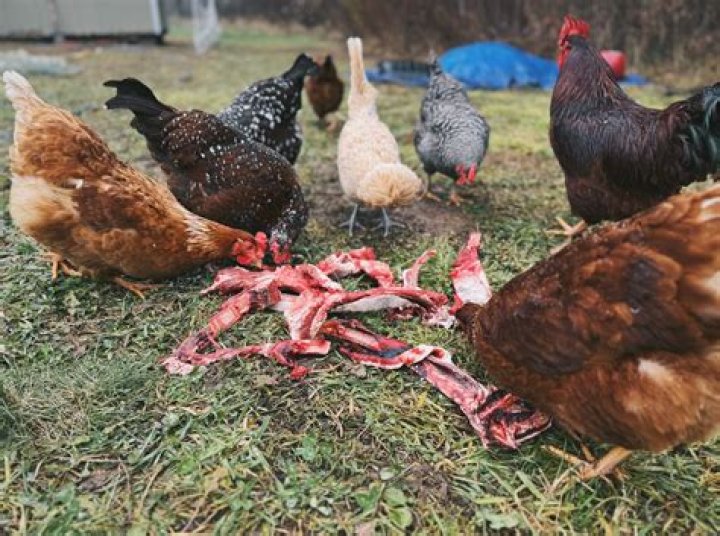Can you have chickens in city of Kenosha?