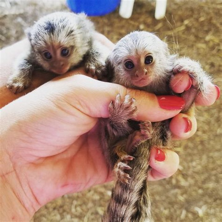 Can you own a finger monkey in Illinois?