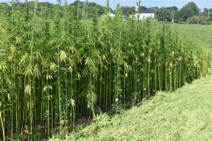 Can you use hemp for macrame?