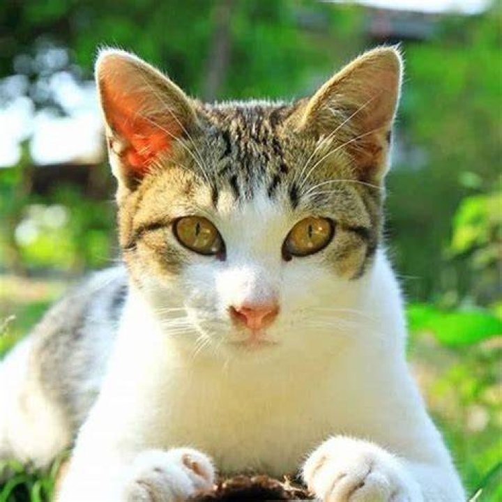 Do cat ear mites go away on their own?