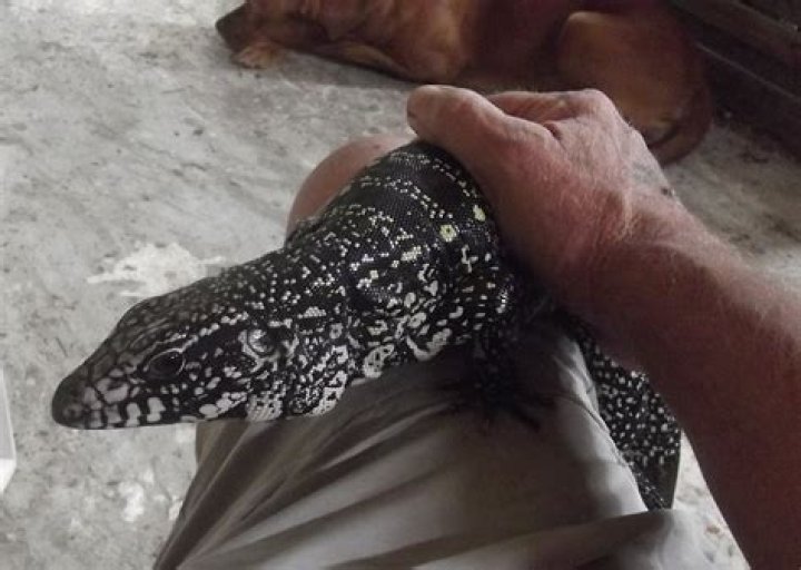 Do Colombian Tegus make good pets?