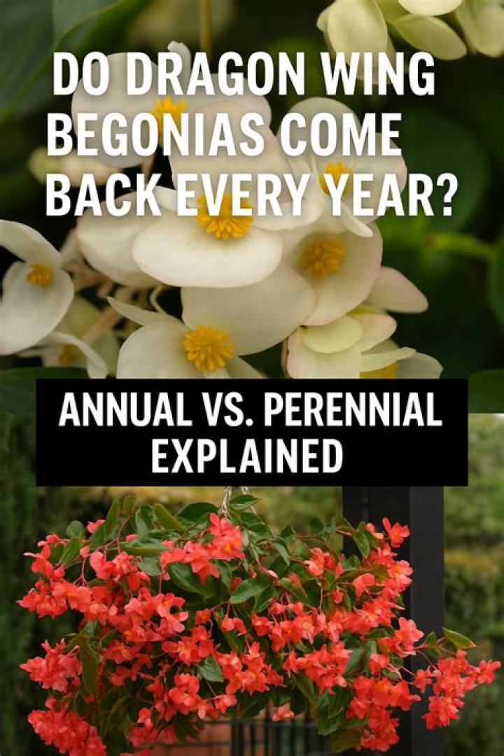 Do dragon wing begonias come back every year?