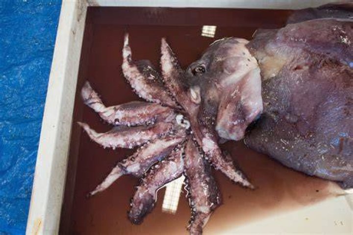 Do Filipinos eat squid?