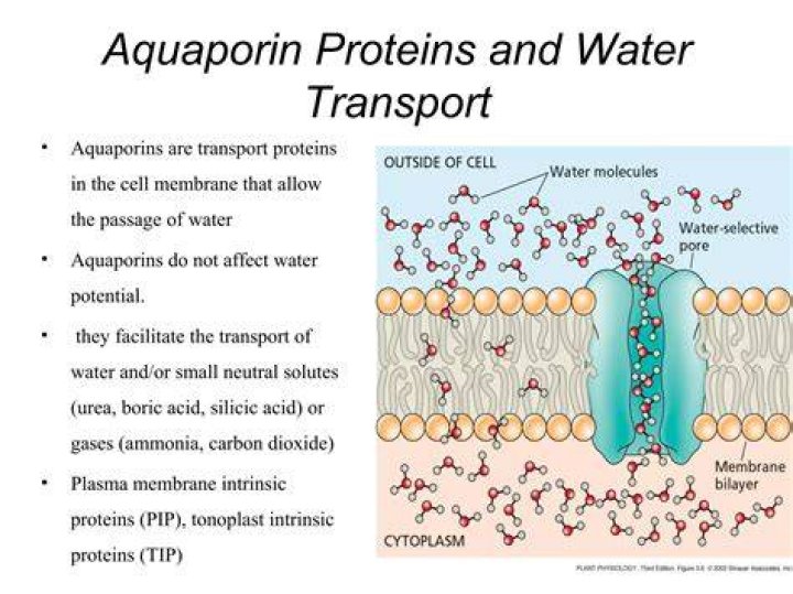 Do oocytes have aquaporins?