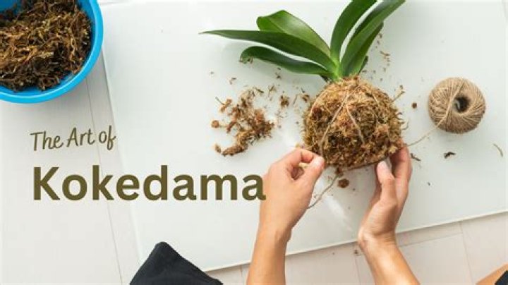 Do orchids do well in kokedama?