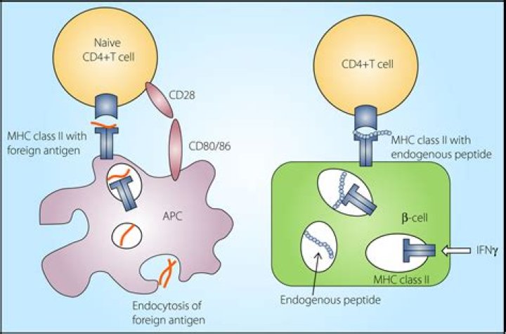 Do Th1 cells produce antibodies?