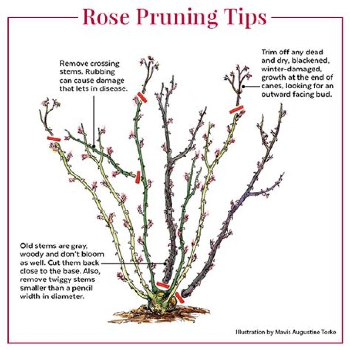 Do you prune Banksia roses?