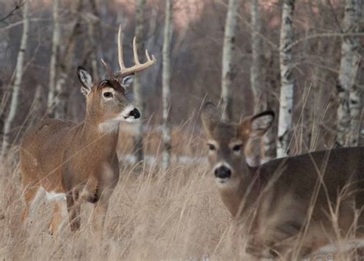 Does acorn scent attract deer?
