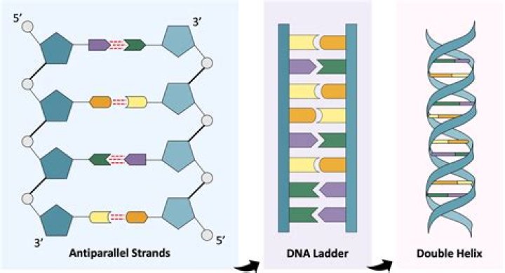 Does DNA have electrostatic interactions?