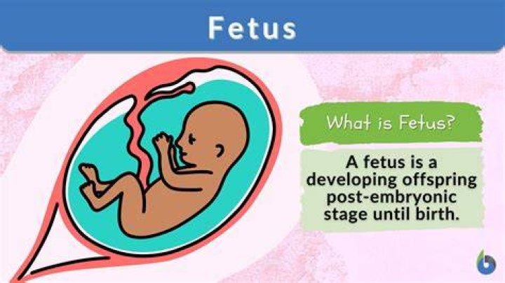 Does fetus mean offspring in Latin?