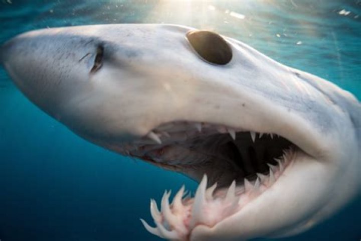 Does shark fin soup kill sharks?