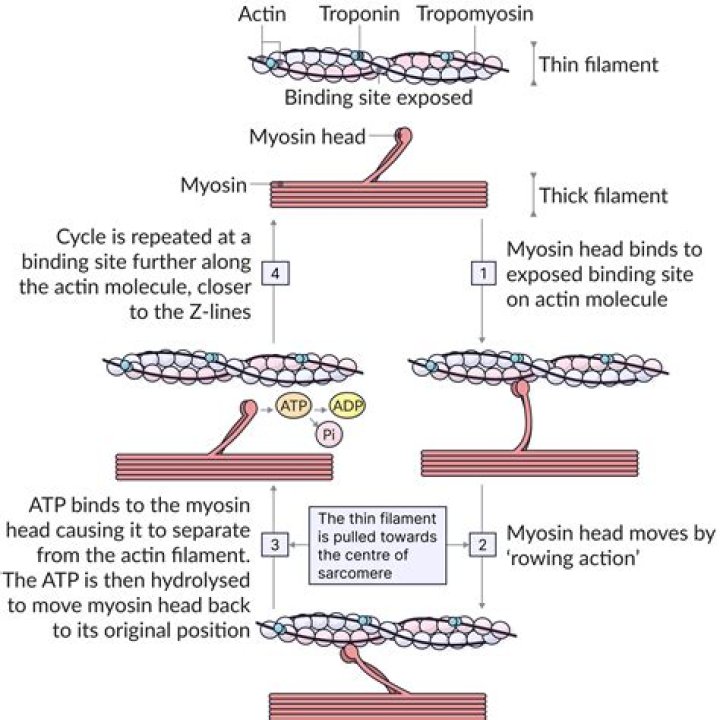 How are actin and myosin filament arranged in muscle fibers?