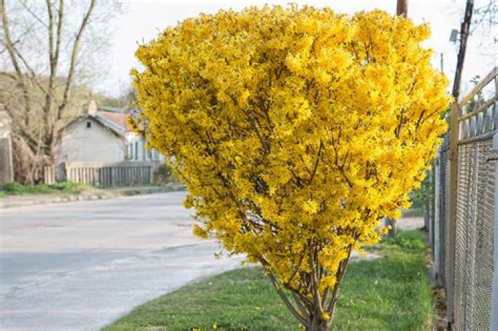 How big do forsythia bushes get?