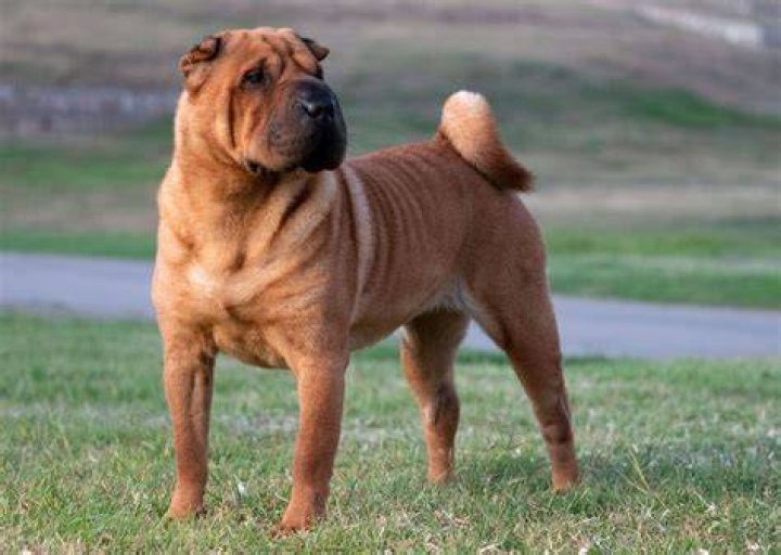 How big do Shar-Pei pug get?