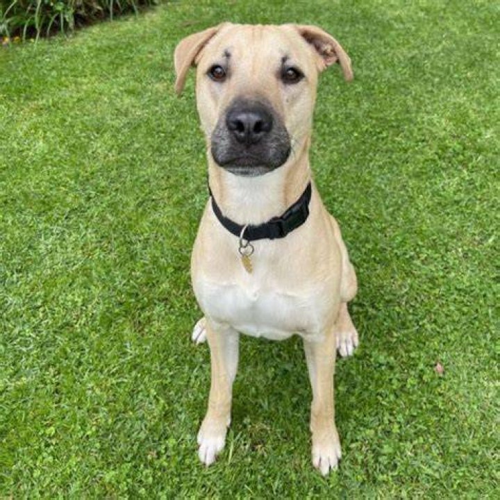 How big does a Labrador cross staffy get?