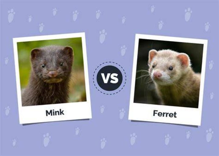 How big is a mink track?