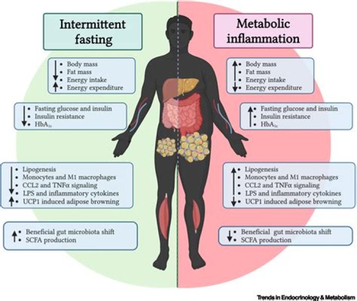 How can I recover my metabolism after dieting?