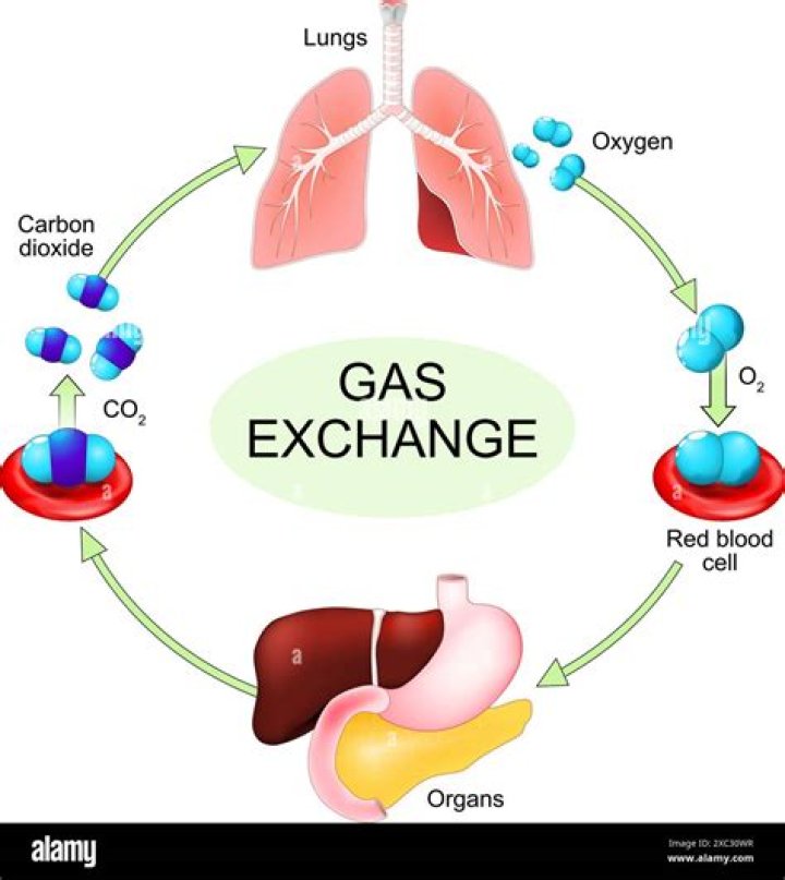 How do annelids exchange gases?