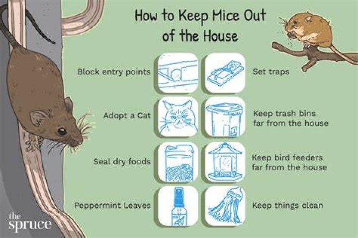 How do I keep field mice out of my yard?