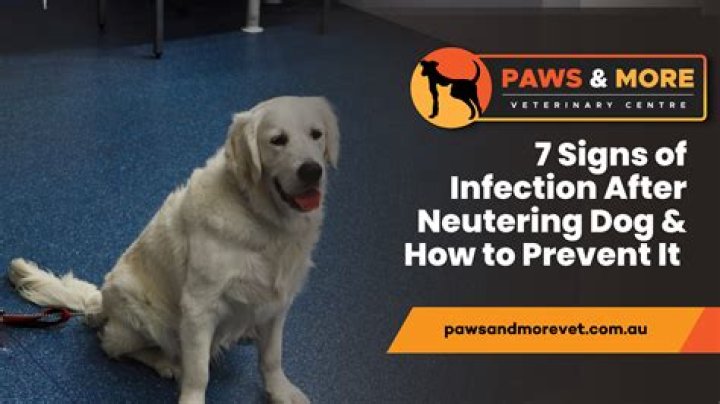 How do I know if my dogs neuter is infected?
