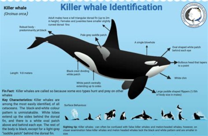 How do killer whales interact with humans?