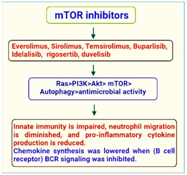 How do mTOR inhibitors work?