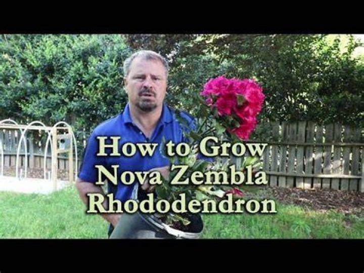 How do you care for a Nova Zembla rhododendron?