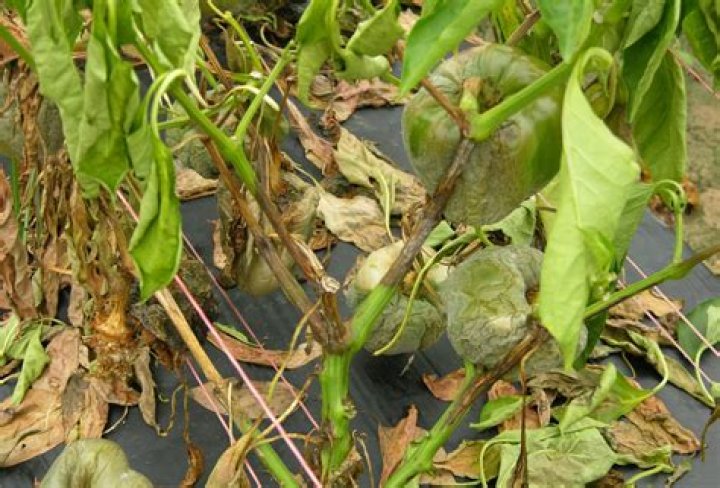 How do you control Phytophthora infestans?