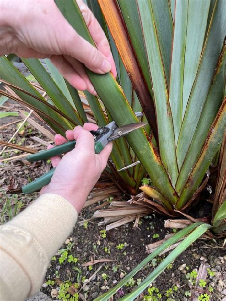 How do you dye Harakeke flax?